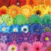 Buffalo Games - Blooms of Color - 1000 Piece Jigsaw Puzzle