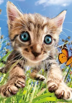 Buffalo Games - Earthpix Collection - Pounce! - 500 Piece Jigsaw Puzzl