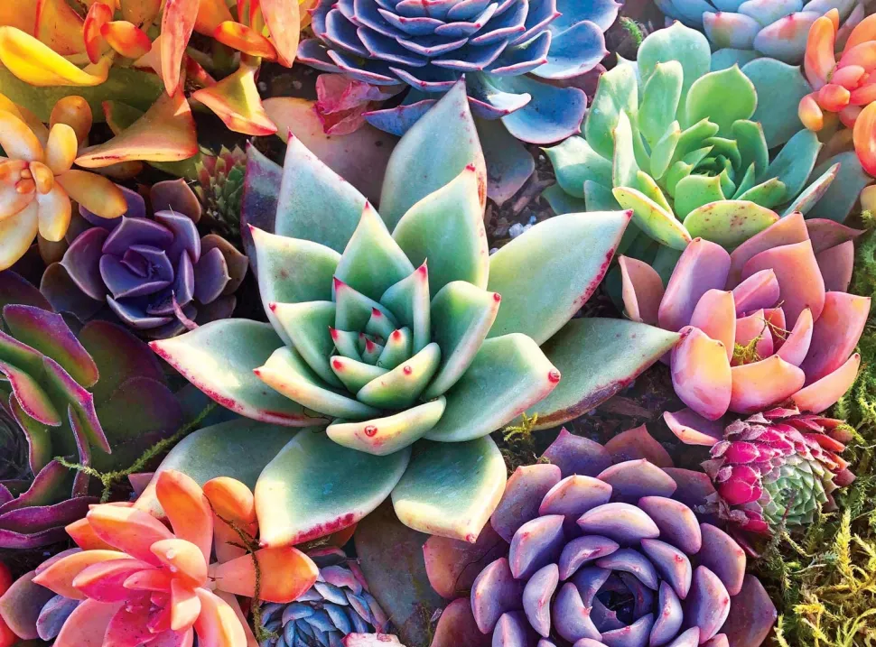 Buffalo Games - Simple Succulent - 1000 Piece Jigsaw Puzzle