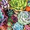 Ceaco Succulent Synergy Puzzle - 300 Pieces