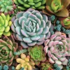 Peter Pauper Press - Succulent Garden Jigsaw Puzzle (1000 Pieces)